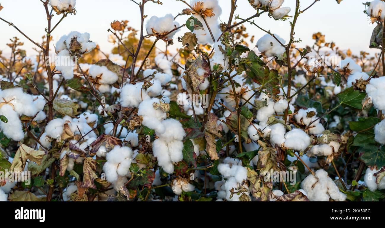 Foto ravvicinata del campo di cotone maturo. Concetto di raccolto di cotone. Foto Stock