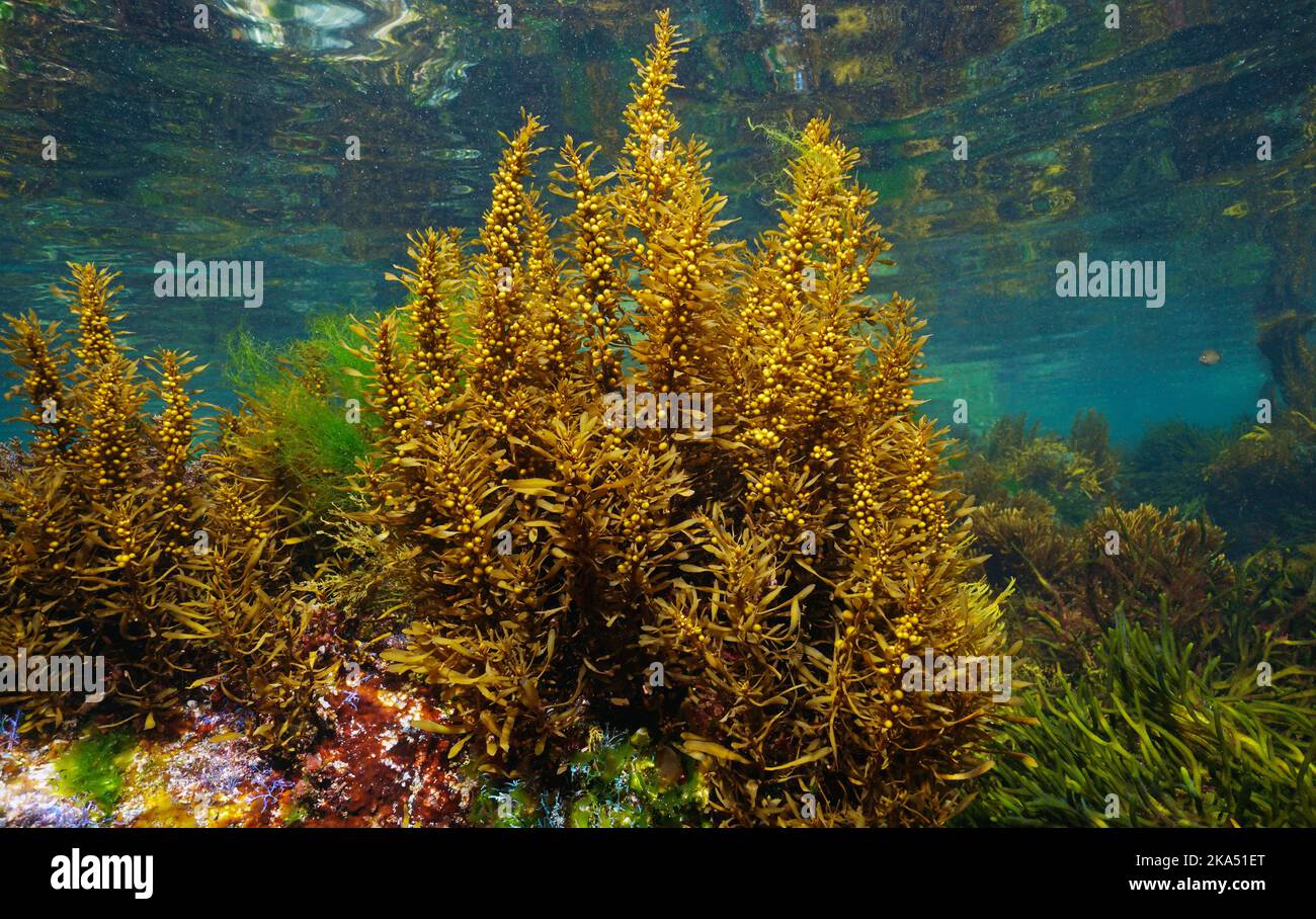 L'alga di Muticum di Sargassum comunemente conosciuta come le alghe filiacei giapponesi, marroni sott'acqua nell'oceano Atlantico, in Spagna Foto Stock