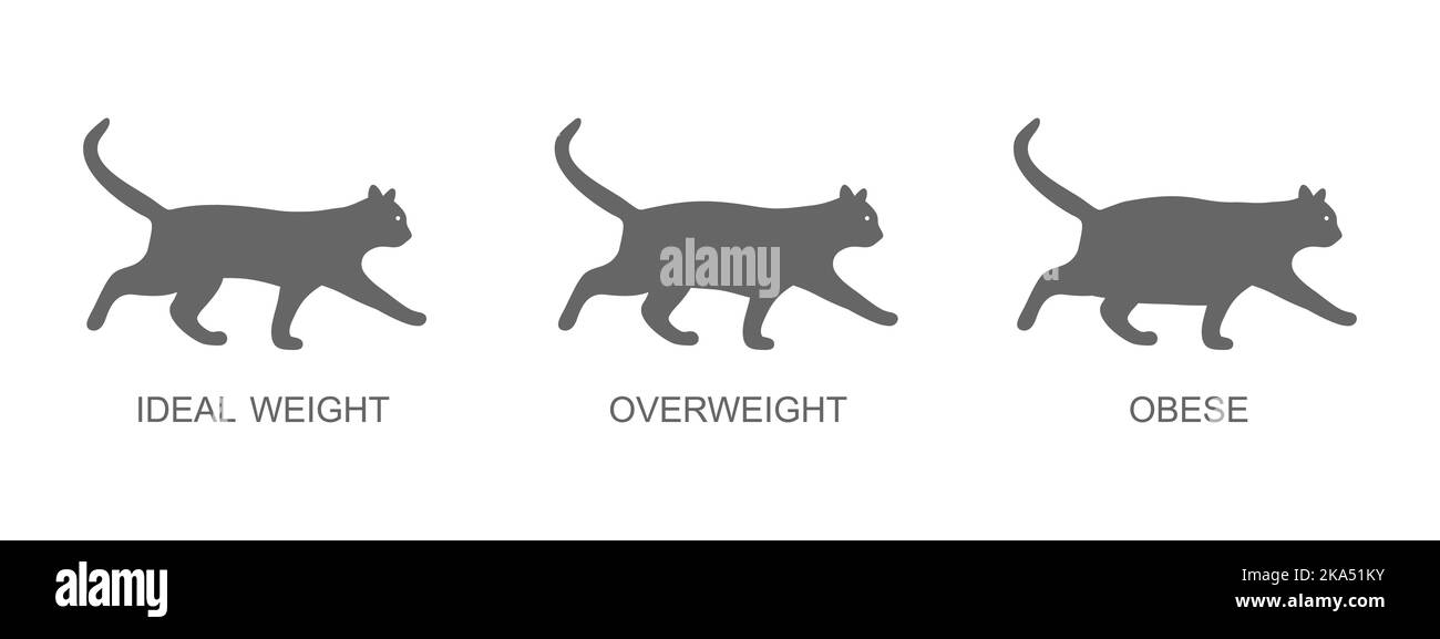 Silhouette di gatti con peso ideale, sovrappeso e obesi. Profili di gattino con condizioni di corpo normali e grasse. Processo di obesità degli animali domestici. Illustrazione grafica vettoriale Illustrazione Vettoriale