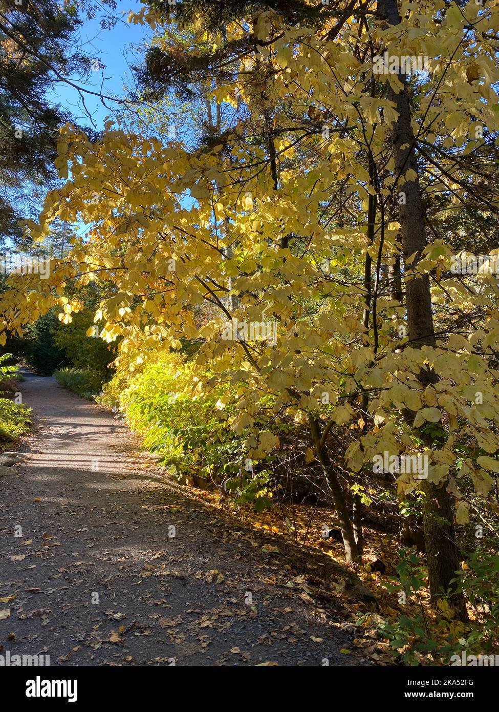 Questo passaggio nel Coastal Maine Botanical passa attraverso l'Haney Hillside Garden. Questa foto è stata scattata nell'ottobre del 2022. Foto Stock