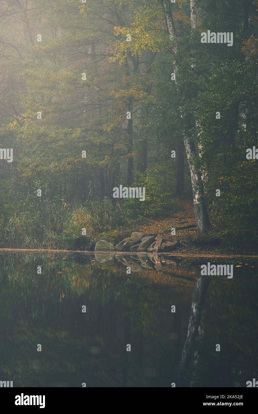 misty foresta in uno stagno. Foto di alta qualità Foto Stock