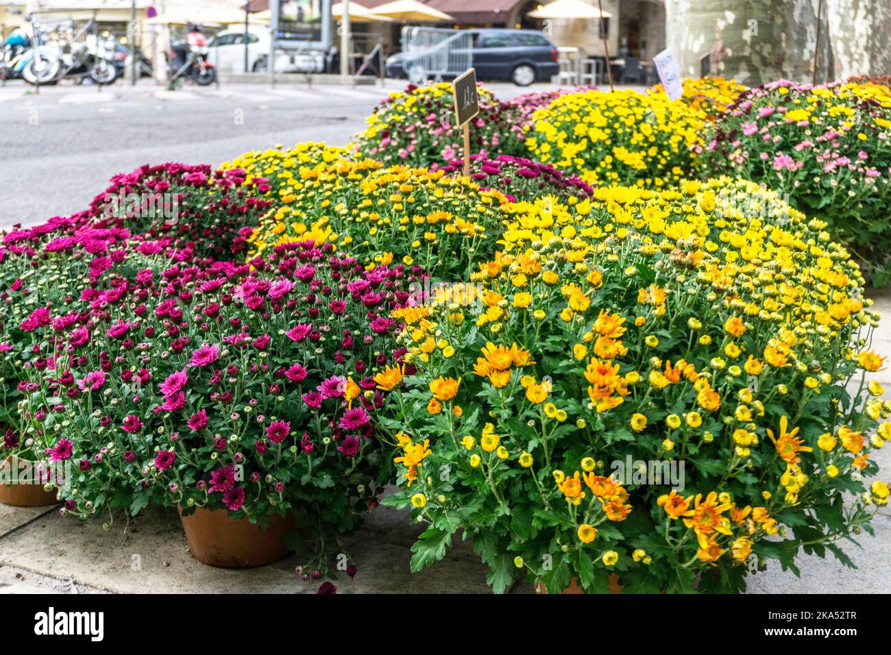 Una collezione molto colorata di fiori di crisantemo all'esterno di un negozio di fiori a Uzes, Francia Foto Stock