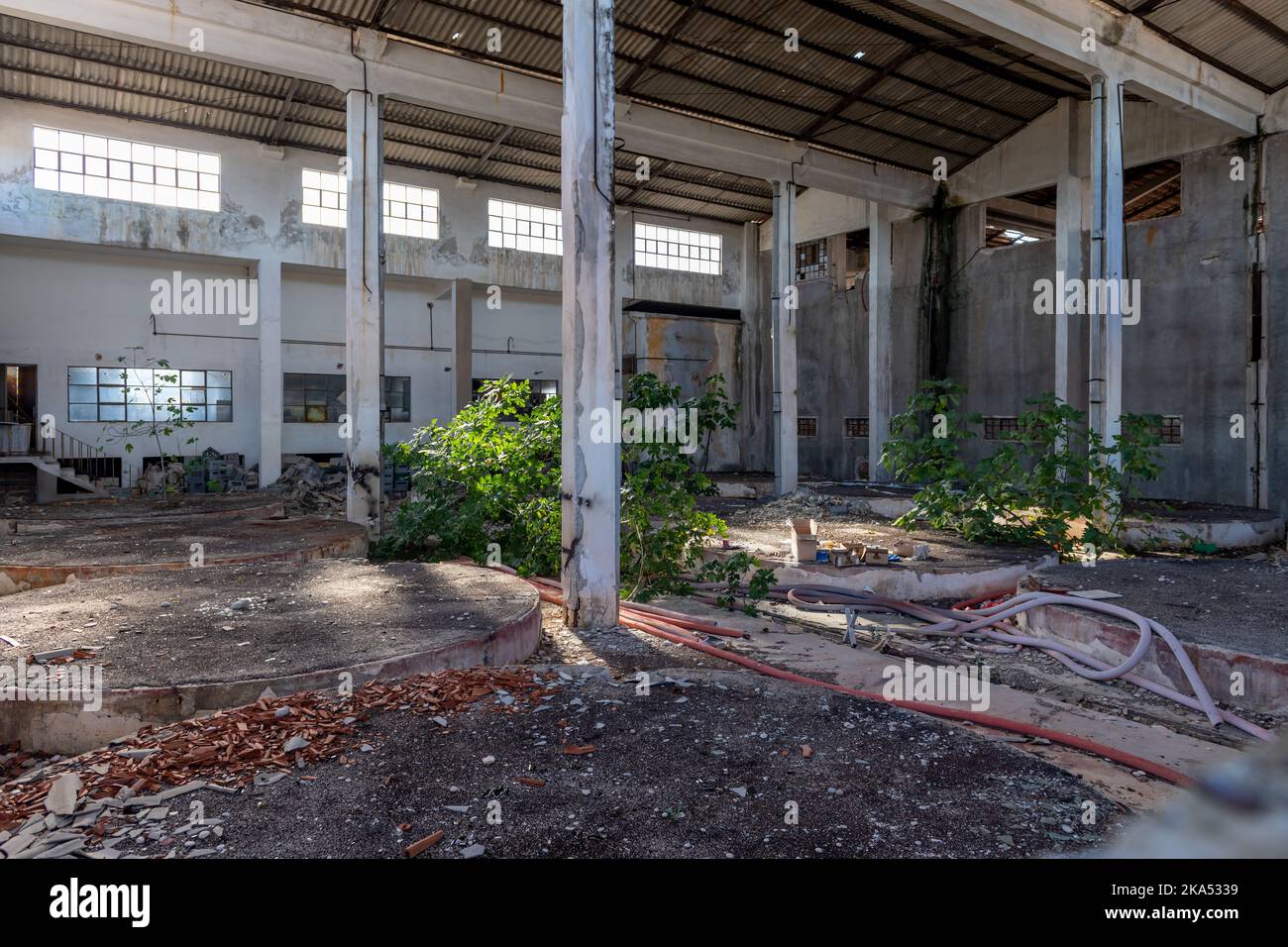 Vista interna di una fabbrica abbandonata con piante che crescono all'interno. Foto Stock