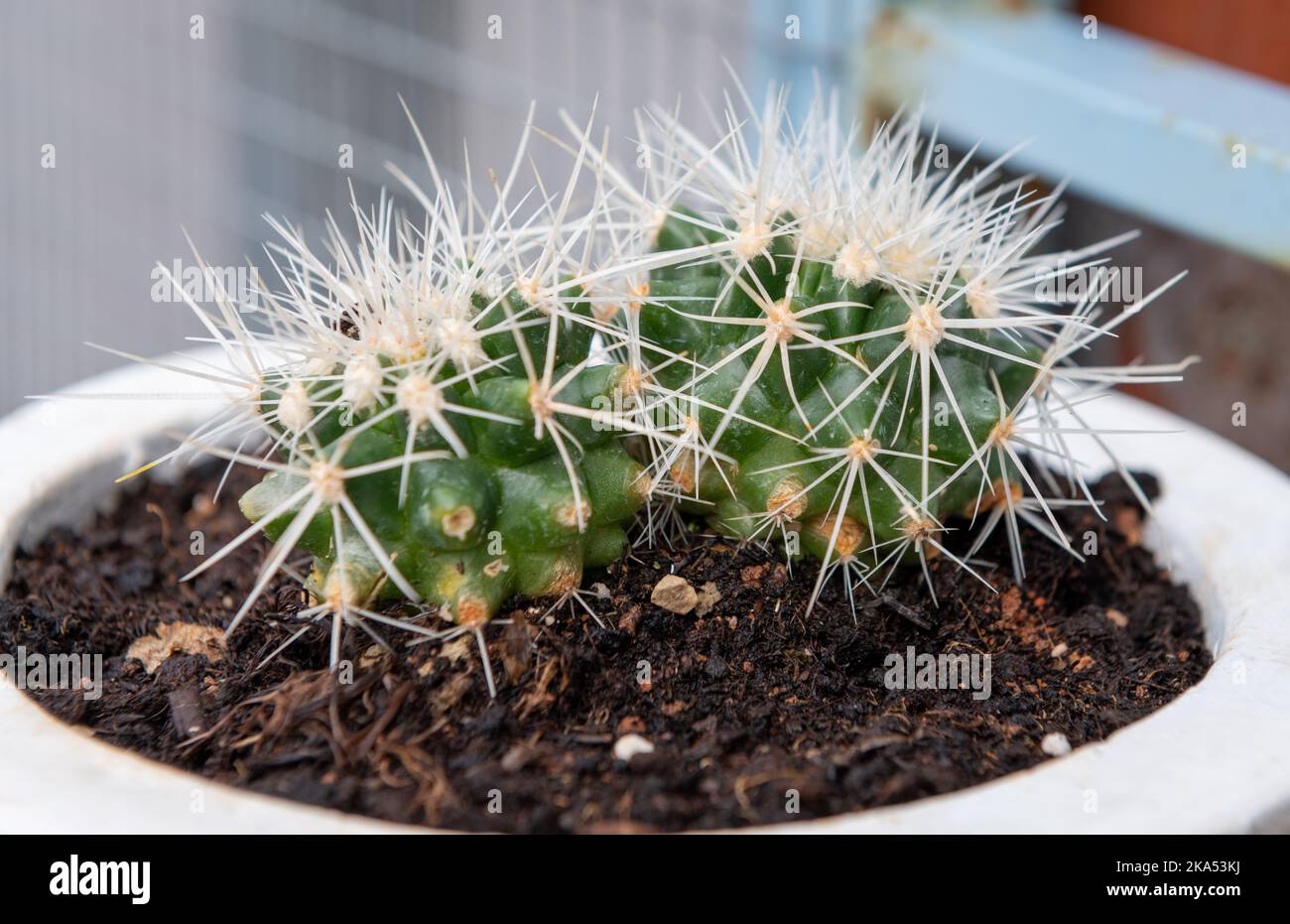 Un cactus pungente che cresce in una pentola. Pianta della casa. Foto Stock
