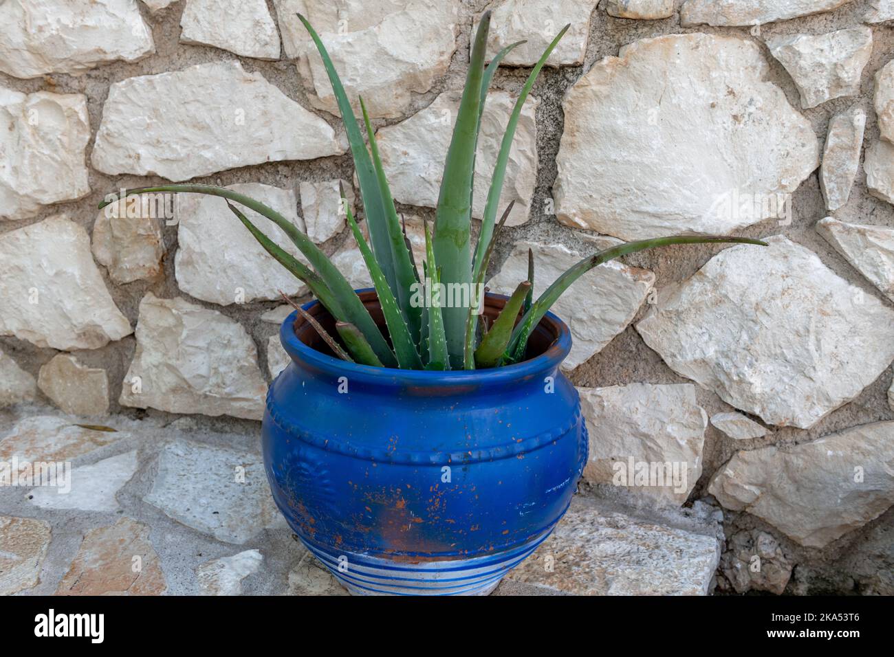 Una pianta di aloe vera che cresce in una pentola blu in un giardino. Foto Stock