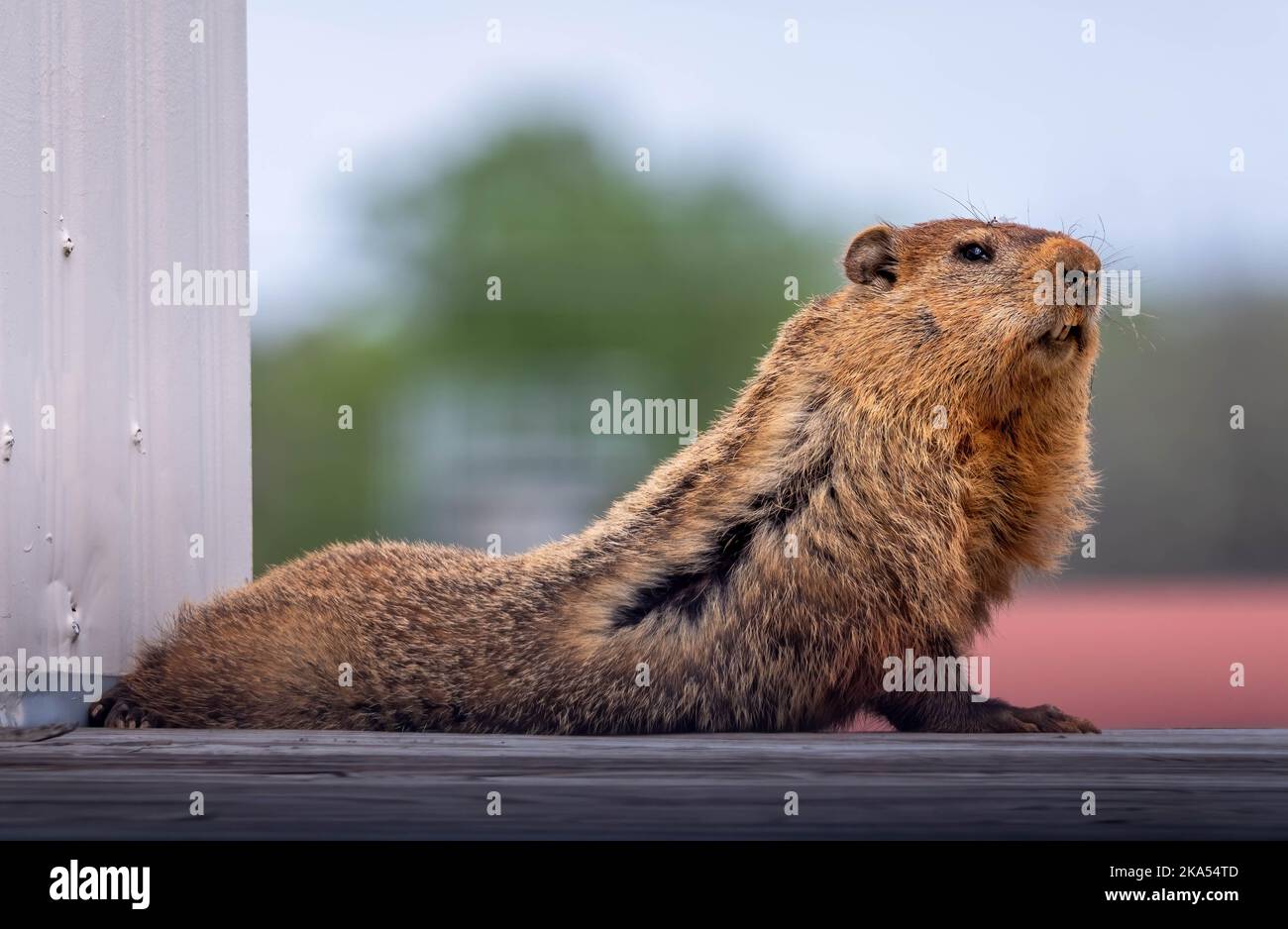 Un Groundhog (Monax Marmota) che sembra fare la posa Bhujangasana o Cobra per lo Yoga. Ideale per un esercizio fisico o un meme stretch. Foto Stock