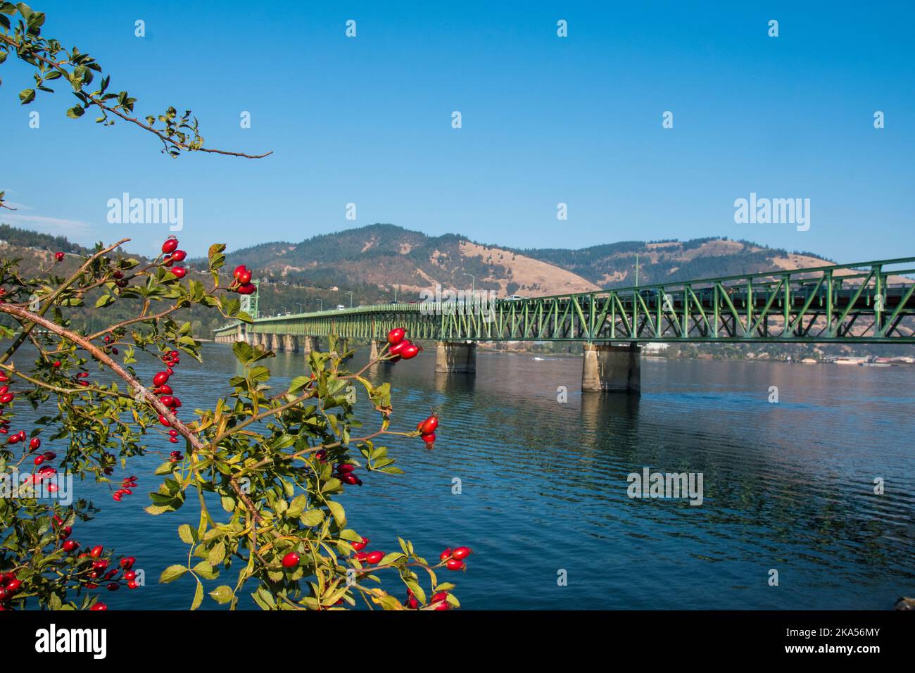 Il ponte interstatale Hood River-White Salmon, incorniciato da una spazzola verde bacca rossa. Il ponte è visto dal lato dell'Oregon che va verso Washington sta Foto Stock