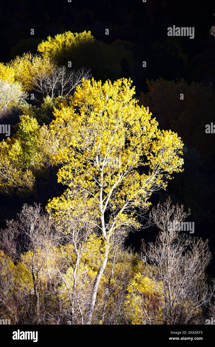 Parco Nazionale di Zion, Utah Foto Stock