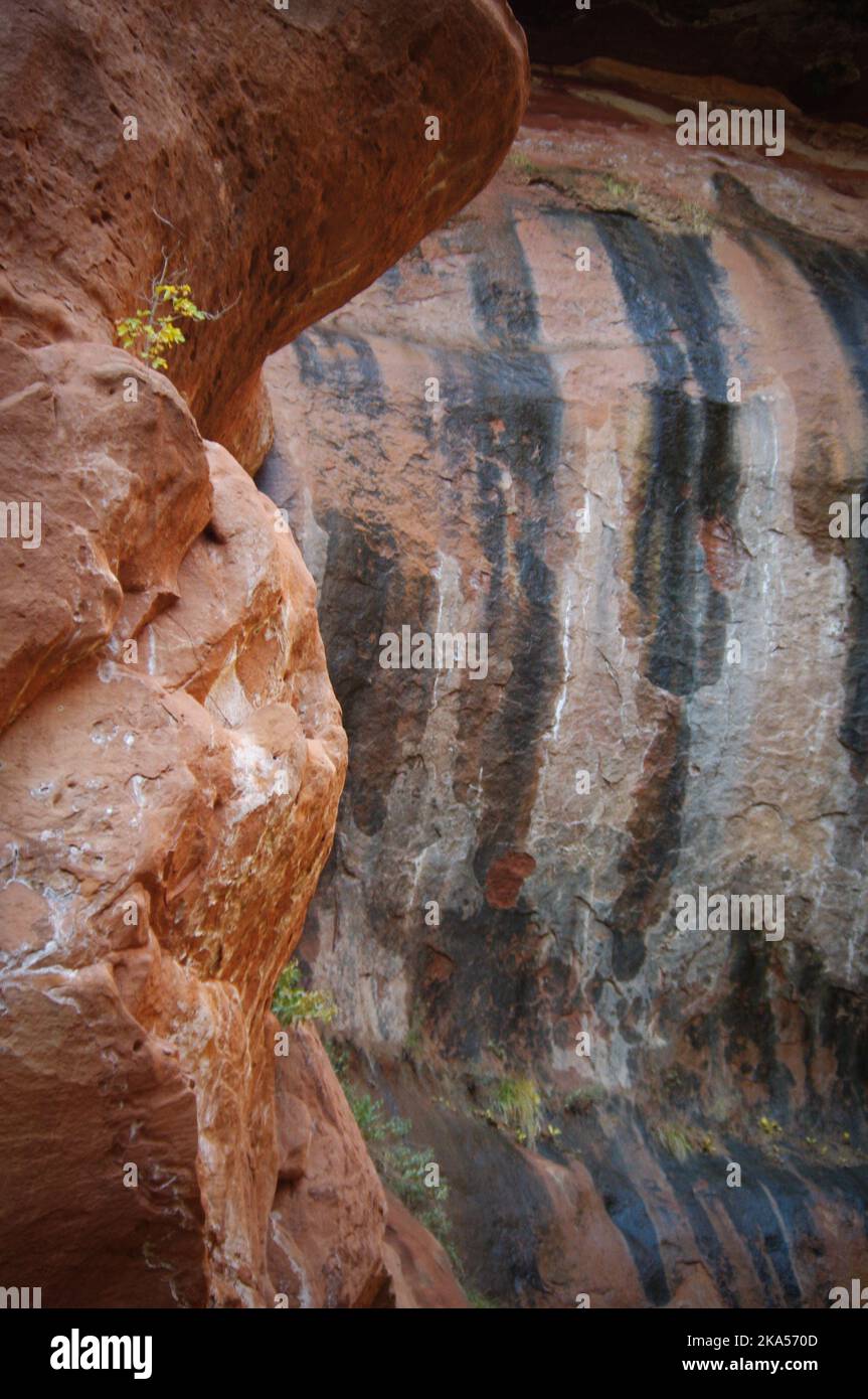 Vernice rocciosa sul Canyon Wall nello Zion National Park, Utah Foto Stock