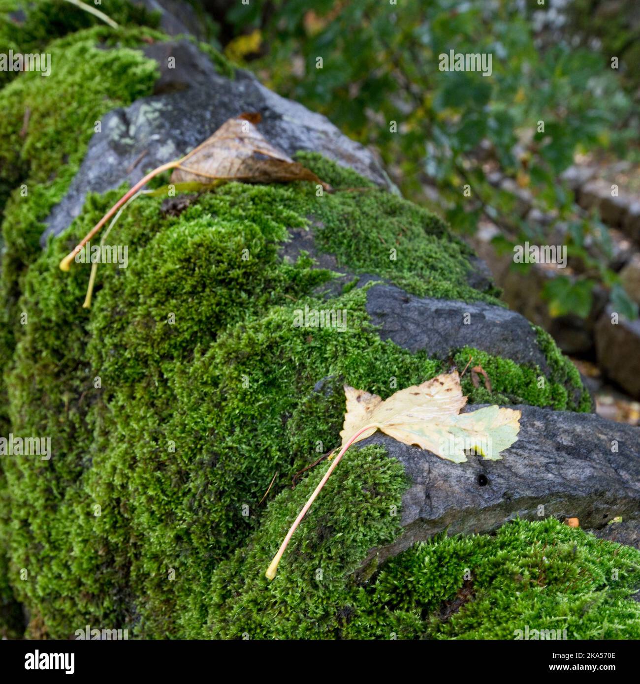 Muschio coperto muro di pietra a secco in autunno. Grinton, North Yorkshire, Inghilterra, Regno Unito Foto Stock