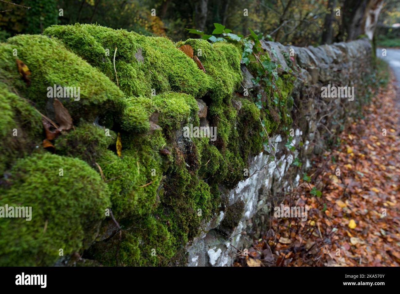 Muschio coperto muro di pietra a secco in autunno. Grinton, North Yorkshire, Inghilterra, Regno Unito Foto Stock
