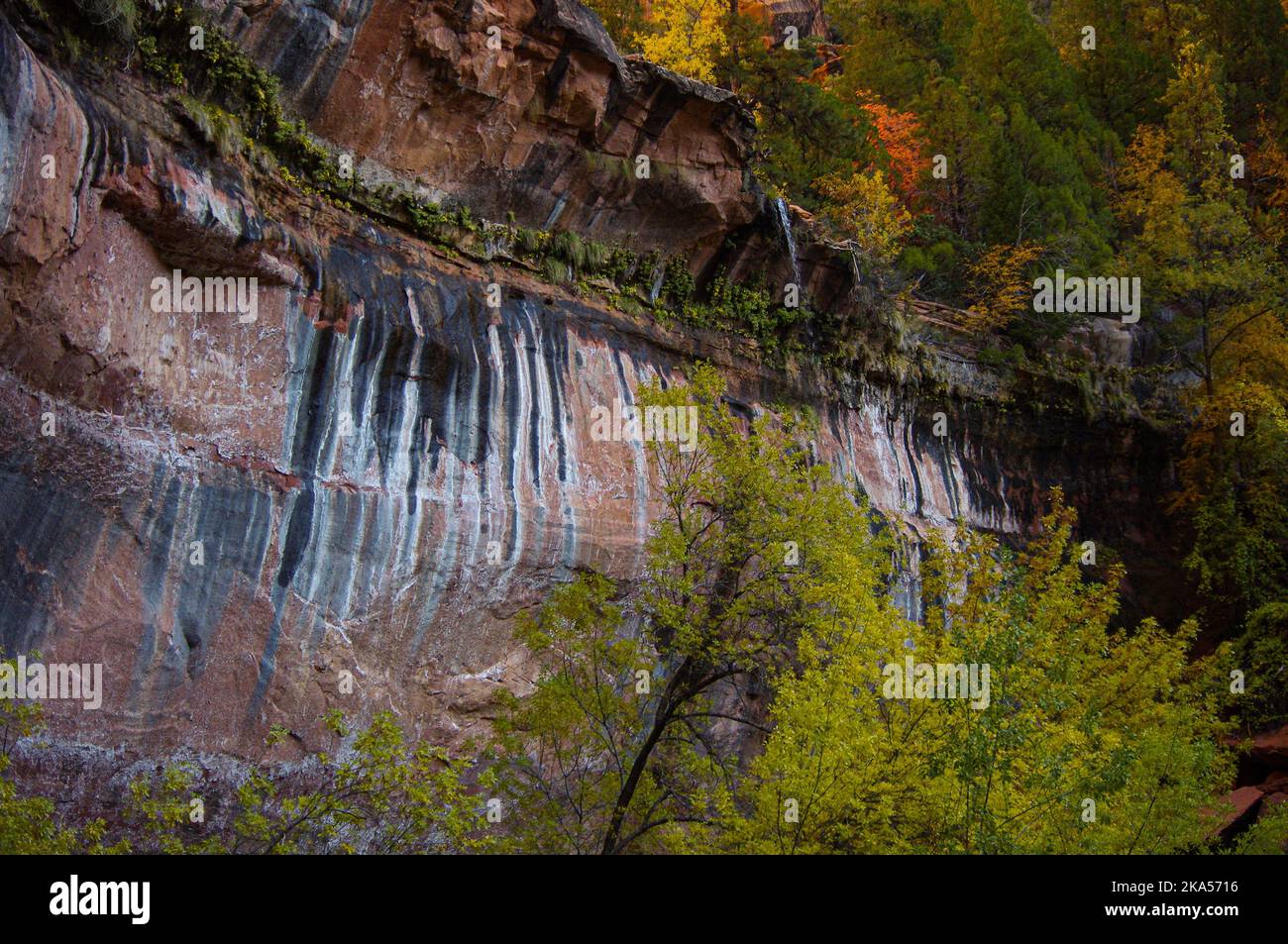 Vernice rocciosa sul Canyon Wall nello Zion National Park, Utah Foto Stock