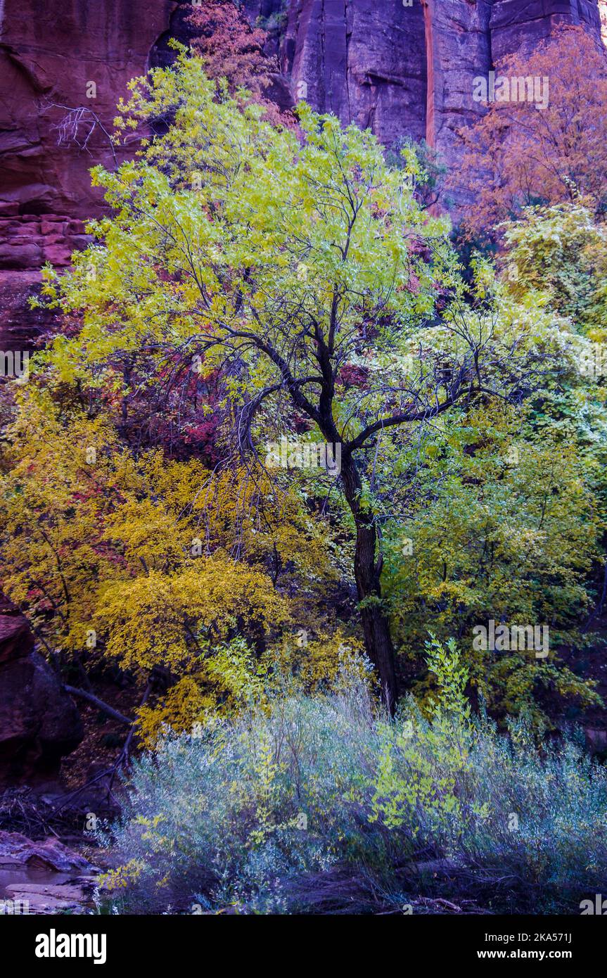 Parco Nazionale di Zion, Utah Foto Stock