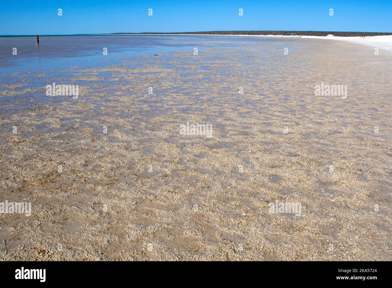Shell Beach, Shark Bay Foto Stock
