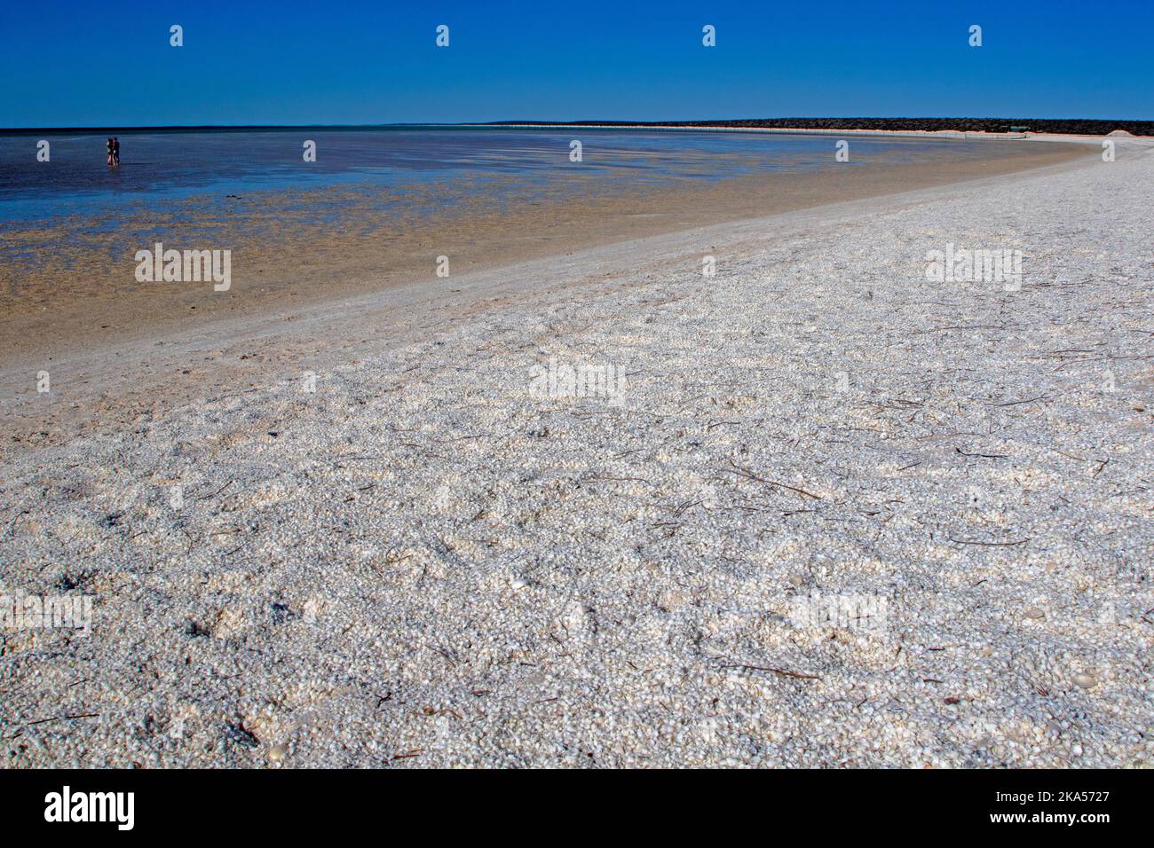 Shell Beach, Shark Bay Foto Stock