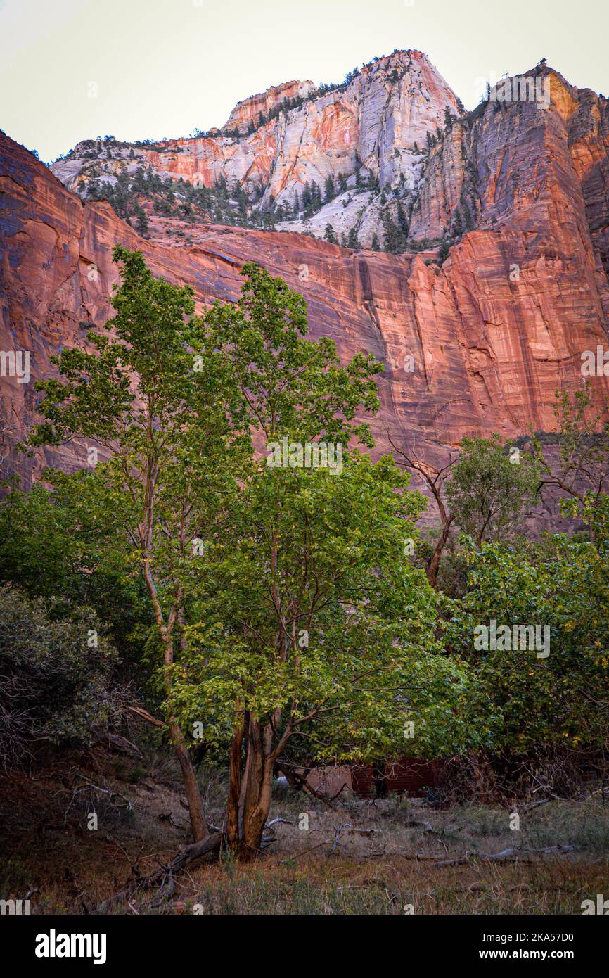 Parco Nazionale di Zion, Utah Foto Stock