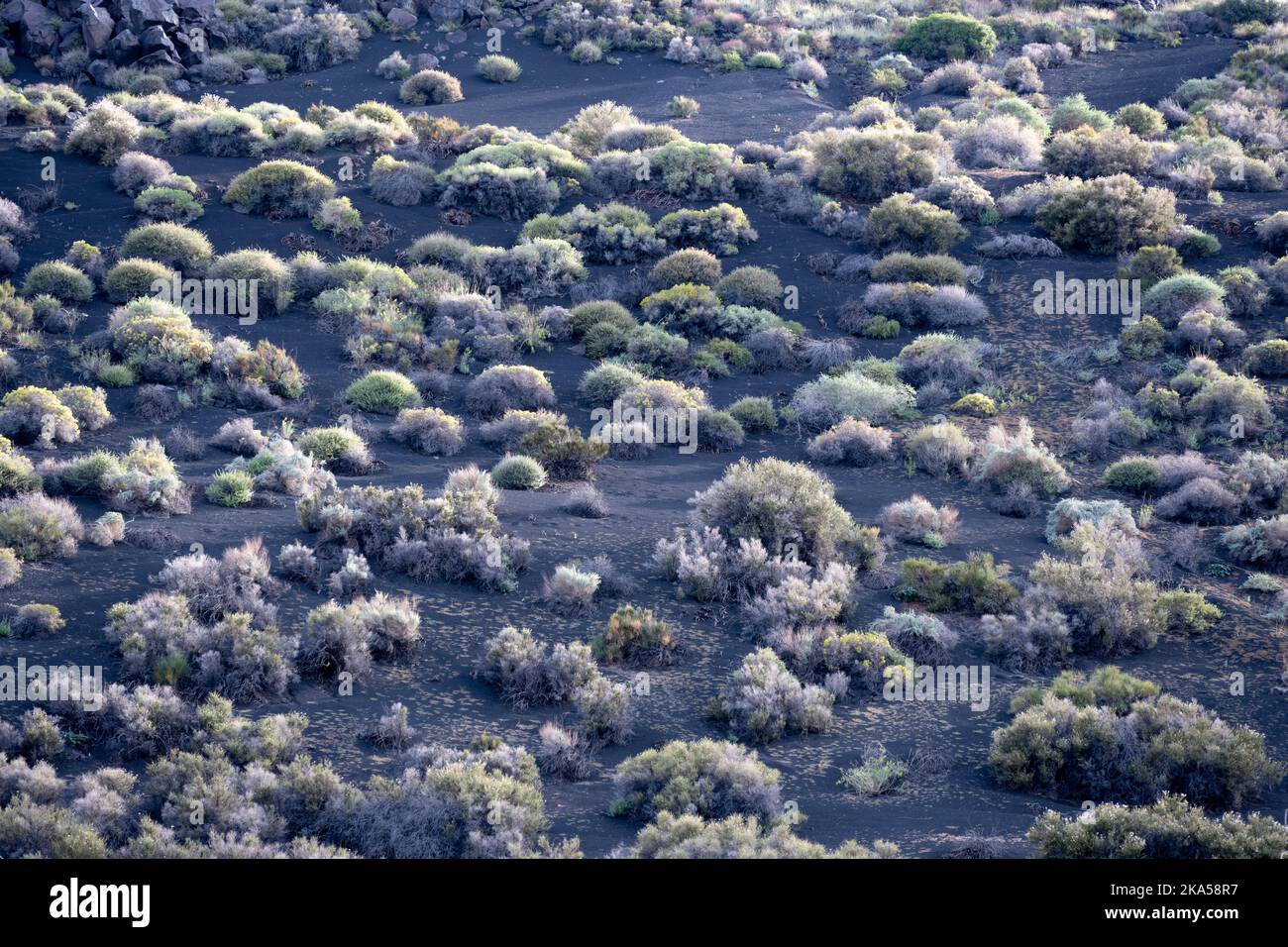 Il paesaggio del Sunset Crater Volcano National Monument Foto Stock