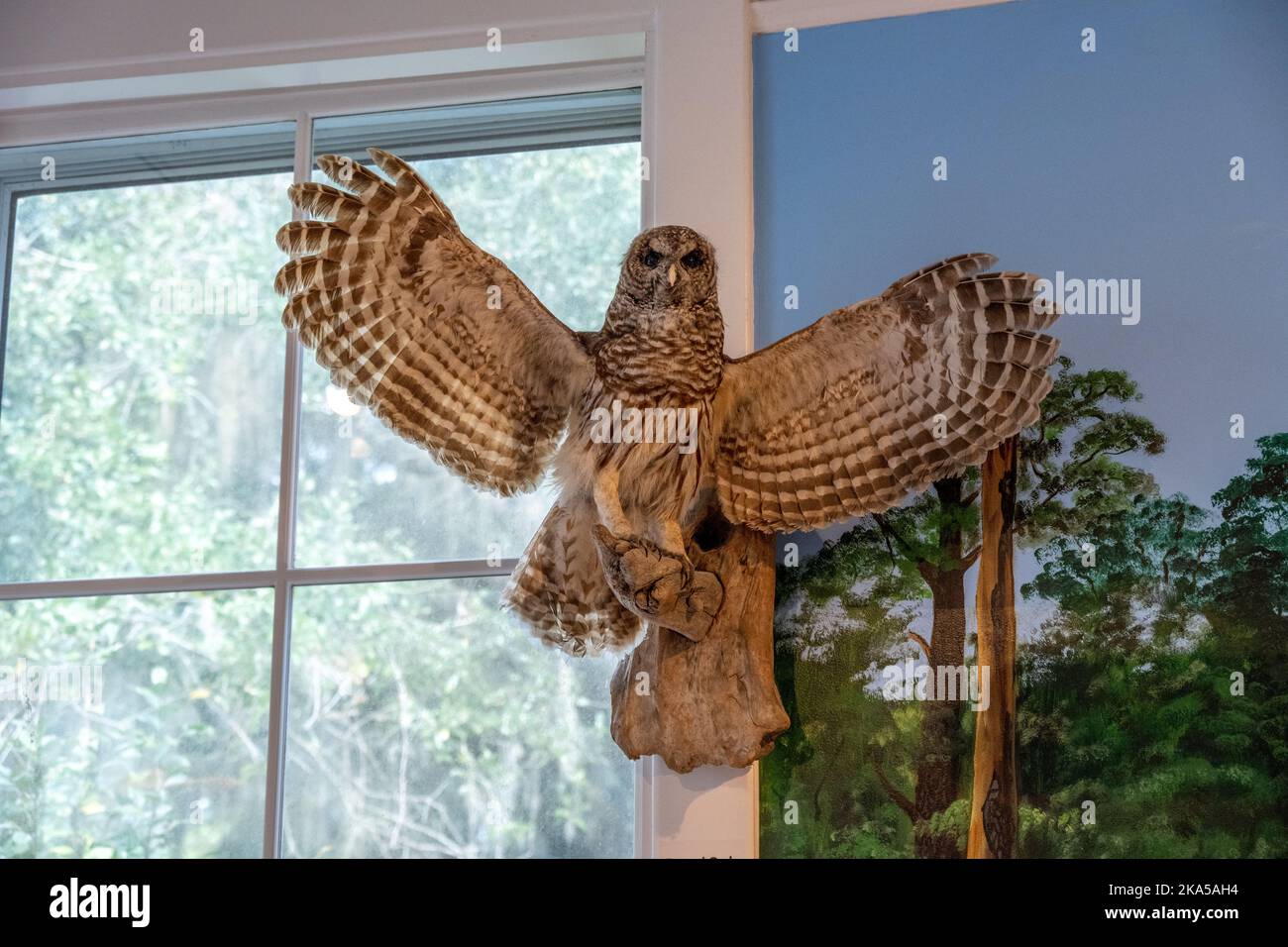 Un gufo di tassidermia in mostra al Museo della scoperta costiera Foto Stock