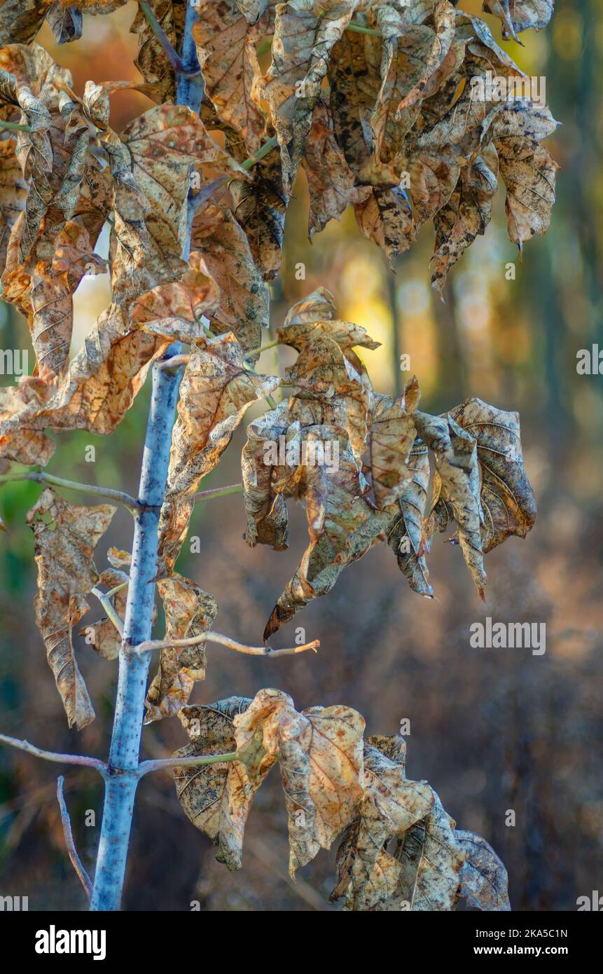 Le foglie si arricciano e si asciugano su un piccolo albero presso la riserva naturale Oldfield Oaks Forest Preserve nella contea di DuPage, Illinois Foto Stock