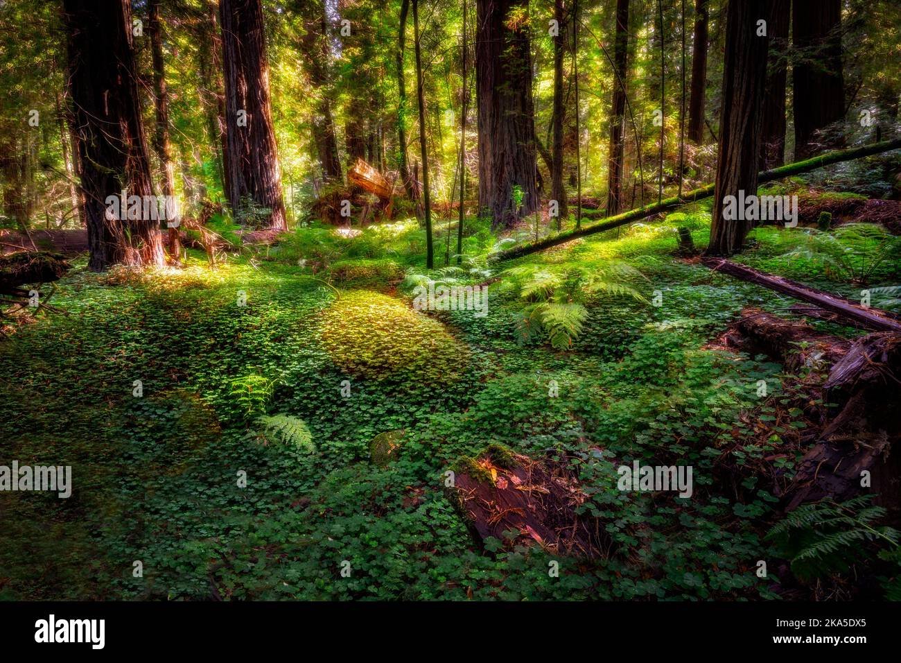 Il Redwood National Park è stato fondato nel 1968 e i parchi statali della California, la costa del Norte, Jediah Smith e Prairie Creek, risalenti al 1920s Foto Stock