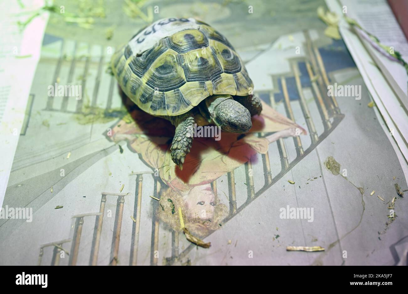 Monaco, Germania. 28th Ott 2022. Una tartaruga greca è vista al santuario dei rettili per gli animali esotici. A causa dell'aumento dei costi energetici, molte persone rinunci ai loro animali domestici esotici a rifugi animali e centri di salvataggio. (A dpa-KORR "quando i costi energetici diventano troppo elevati per serpente, gecko e co.") Credit: Felix Hörhager/dpa/Alamy Live News Foto Stock