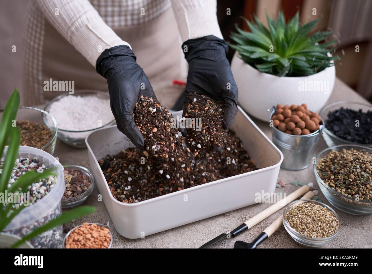 preparazione di substrato di suolo per trapiantare piante di casa su fondo di calcestruzzo Foto Stock