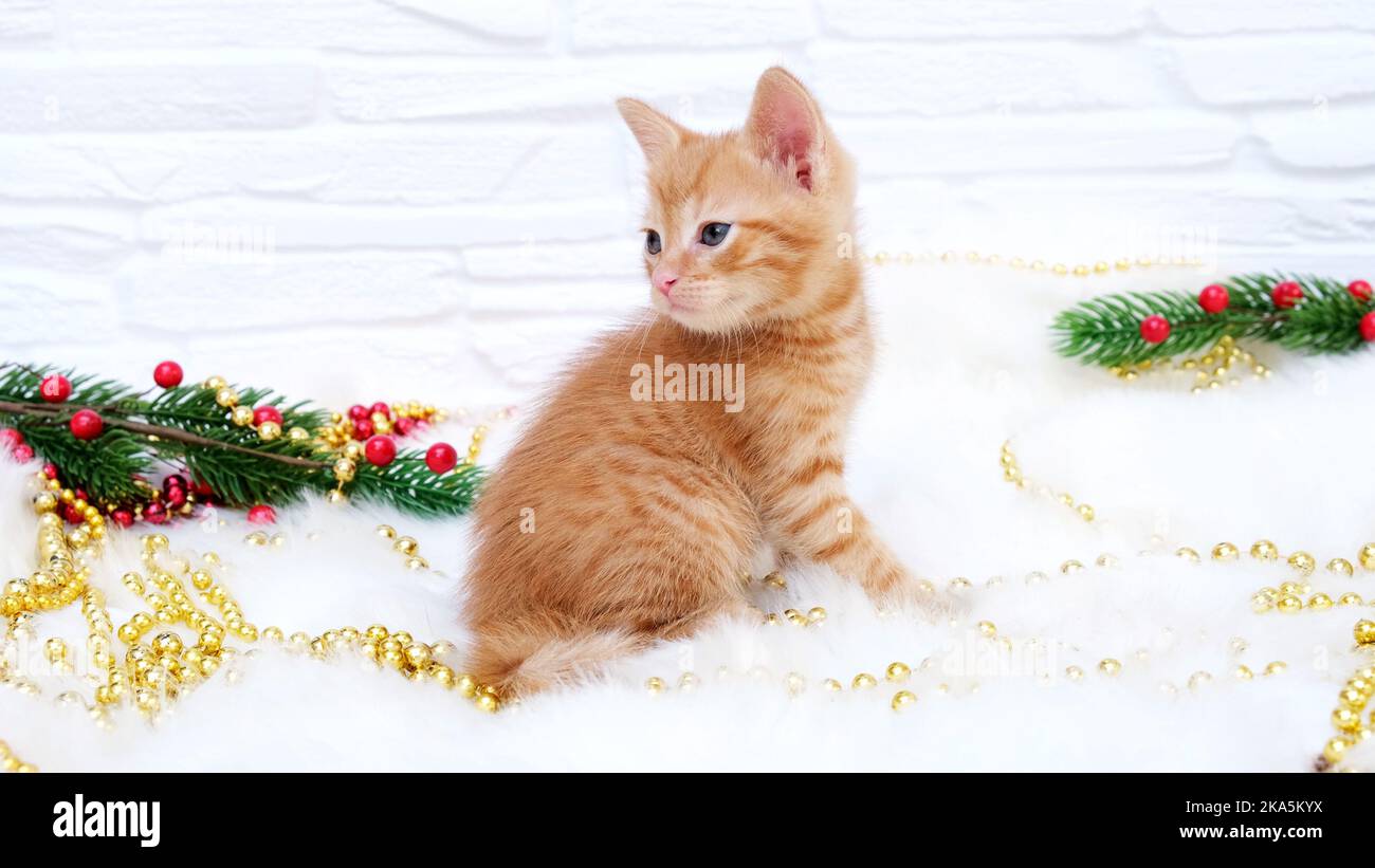 Ginger tabby giocoso curioso gattino di natale si siede accanto alle decorazioni di natale, giocattoli. Natale e Capodanno concetto Foto Stock