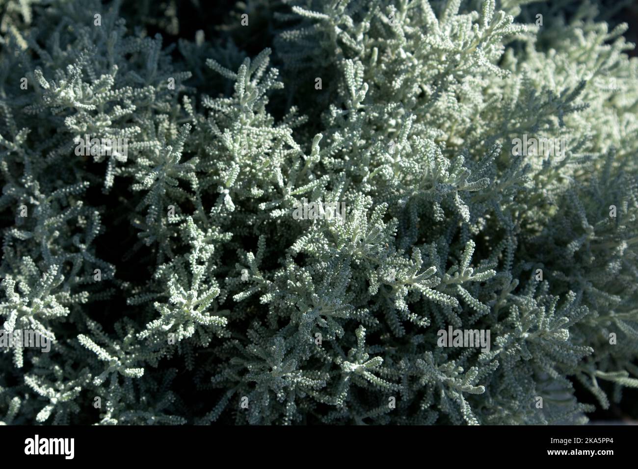 Santolina grigia o cotone lavanda con fogliame d'argento che cresce nel giardino d'autunno. Messa a fuoco selettiva con sfondo sfocato Foto Stock