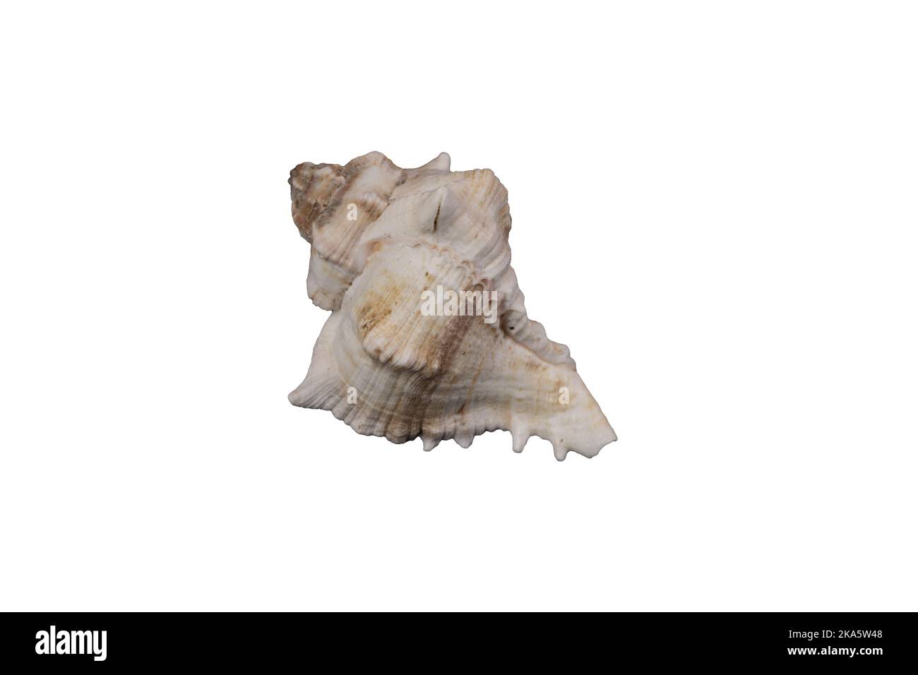 una shell su uno sfondo trasparente Foto Stock