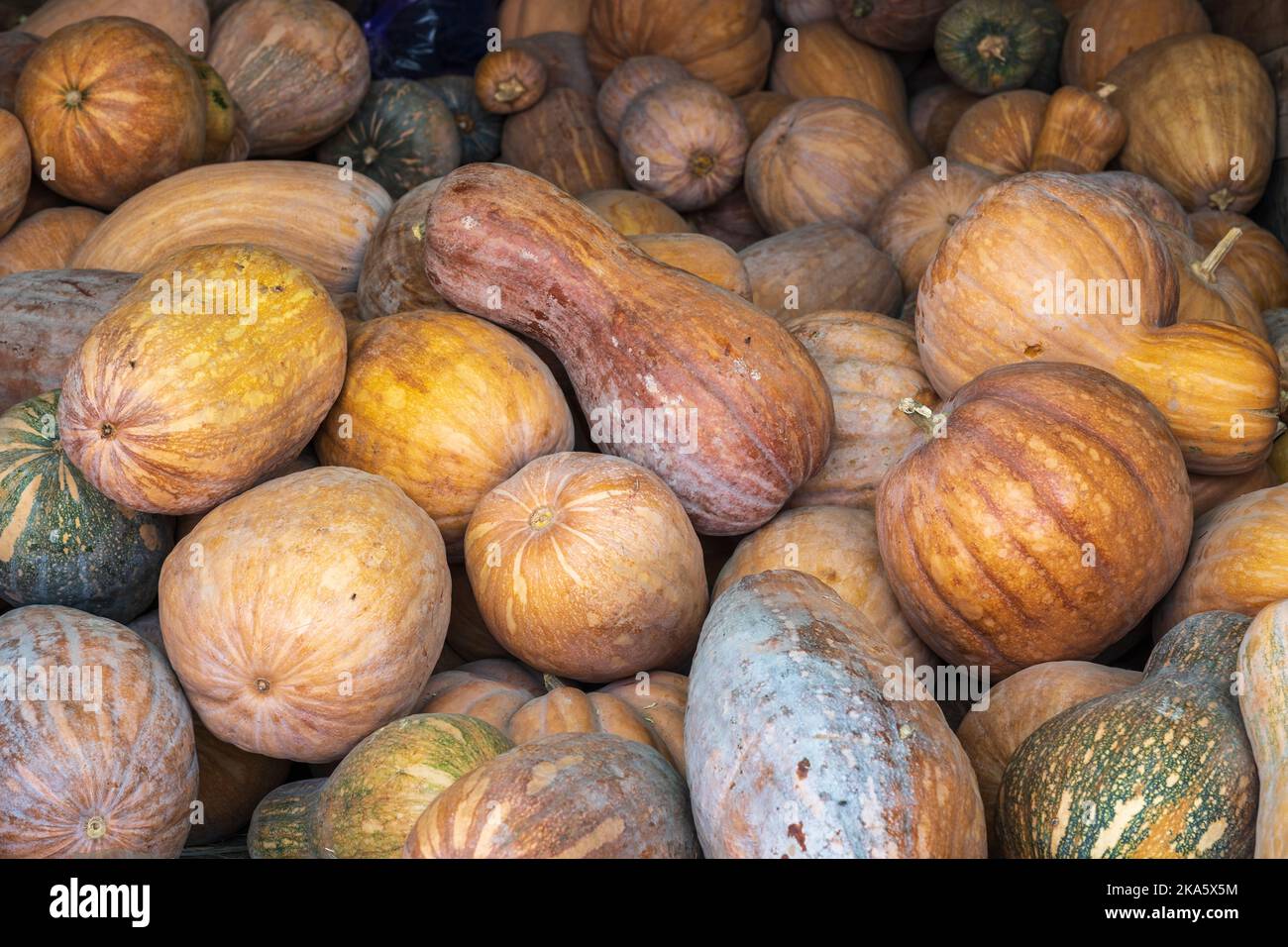 Vista in primo piano di un mucchio di zucche fresche e sane di arancio e verde o di zucche invernali di varie forme in un mercato, Hisor, Tagikistan Foto Stock