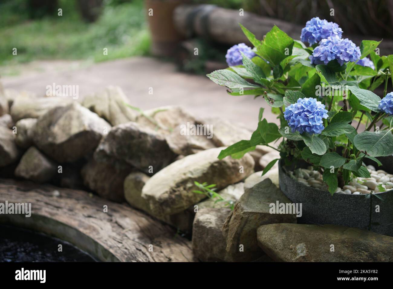 blu viola fiore di hydrangea fioritura nel giardino Foto Stock