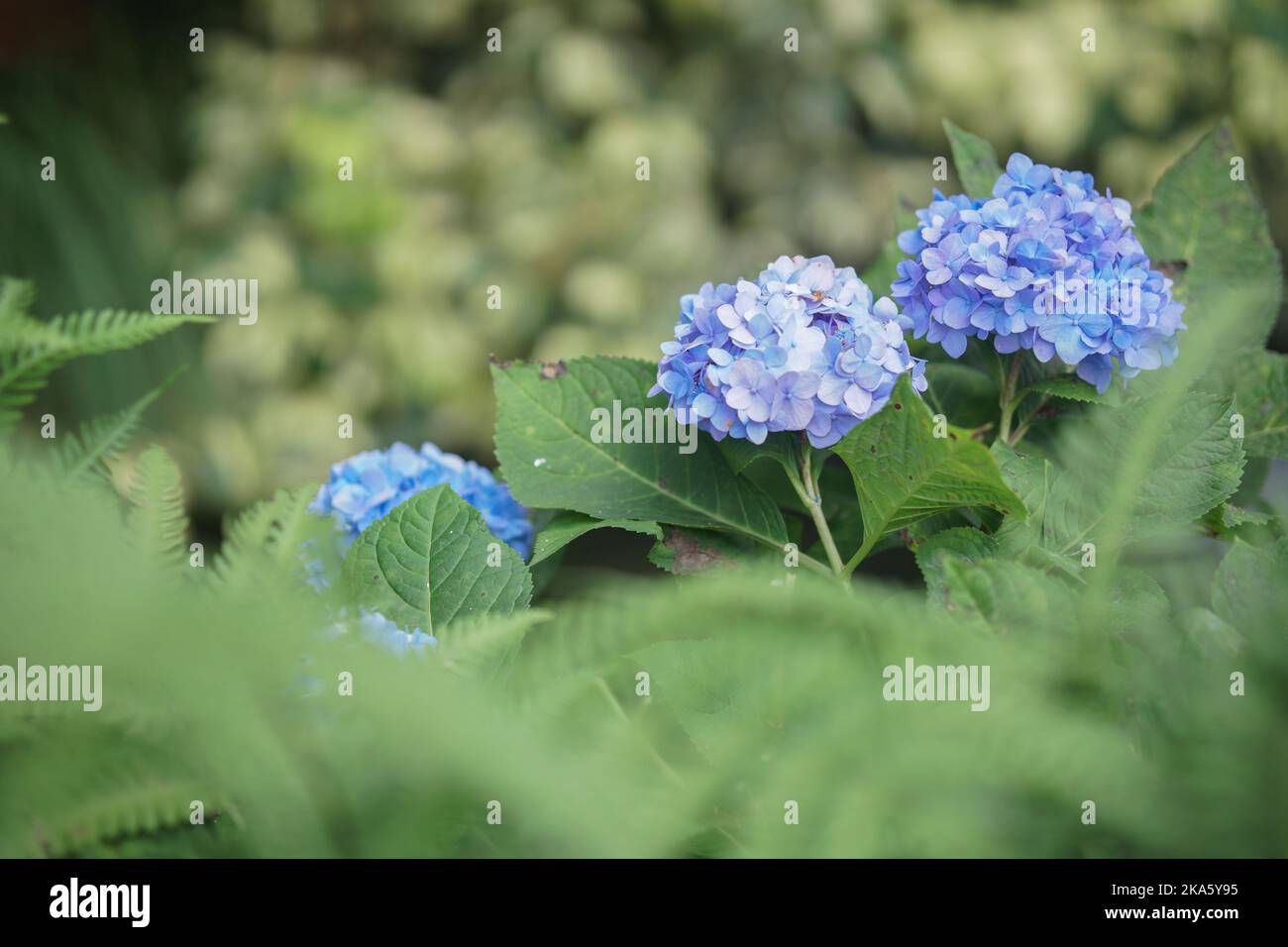 blu viola fiore di hydrangea fioritura nel giardino Foto Stock