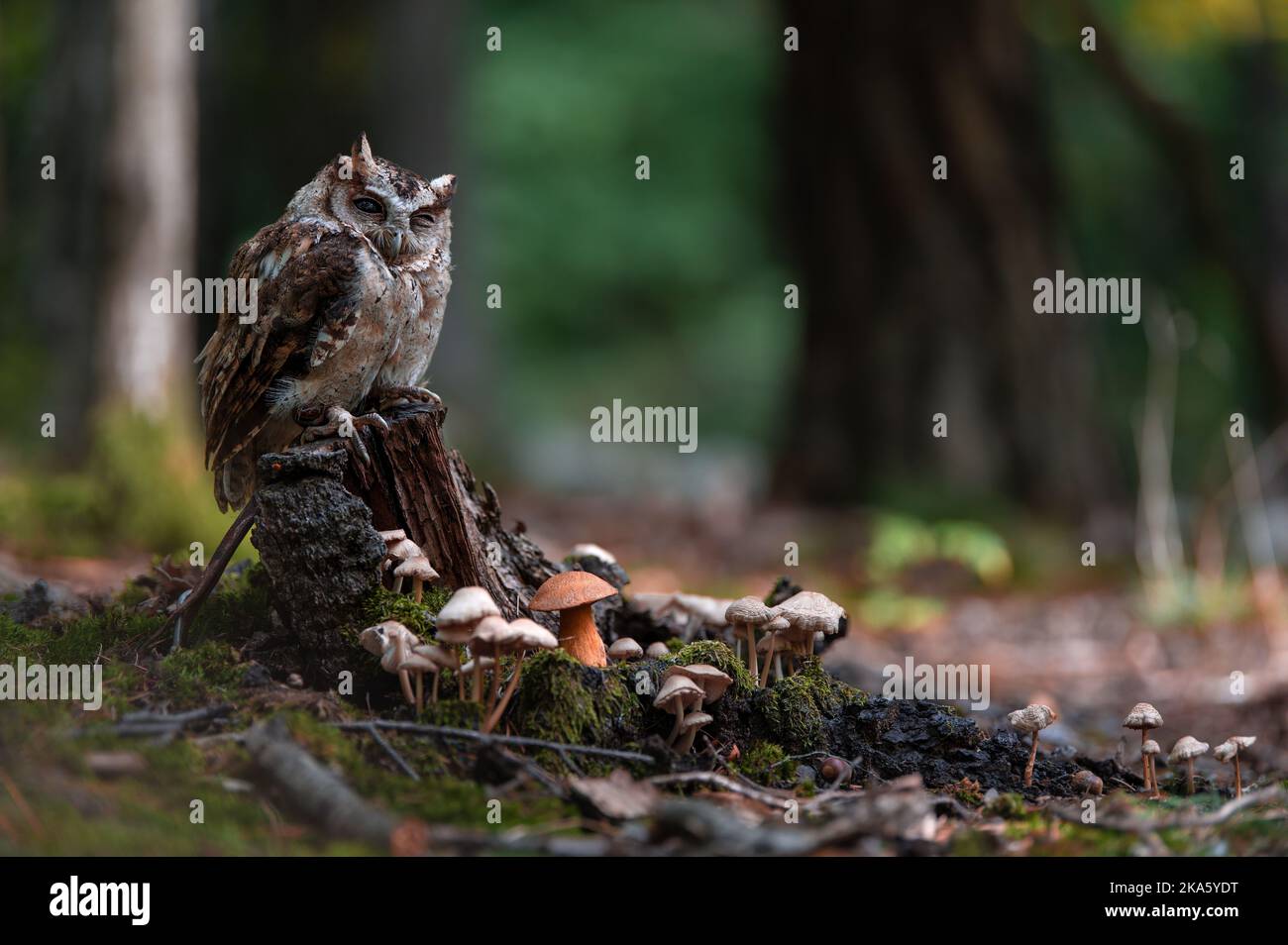 Gufo indiano - Otus bakkamoena nella foresta Foto Stock