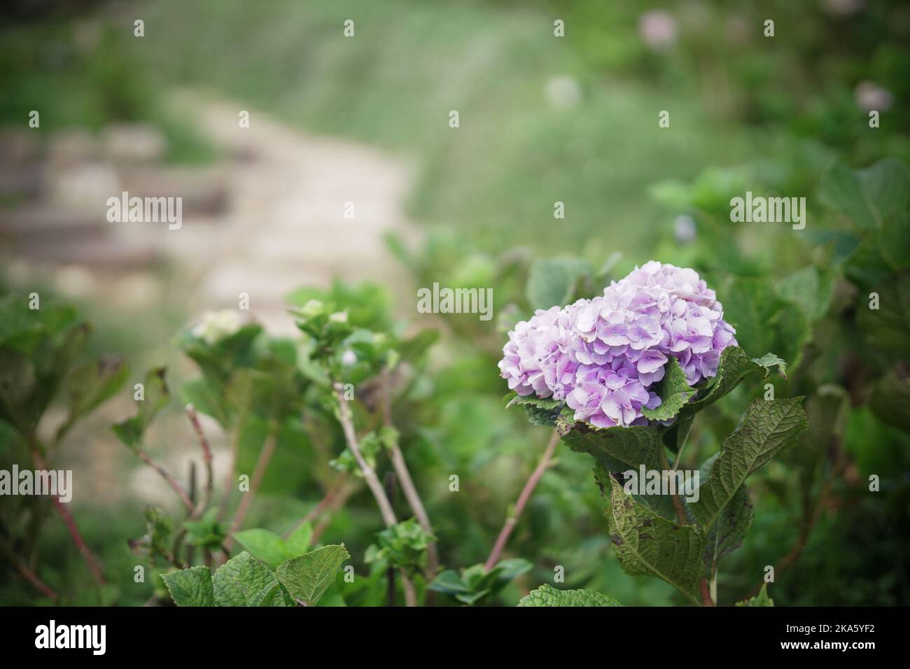 fiore rosa di hydrangea fioritura nel giardino Foto Stock