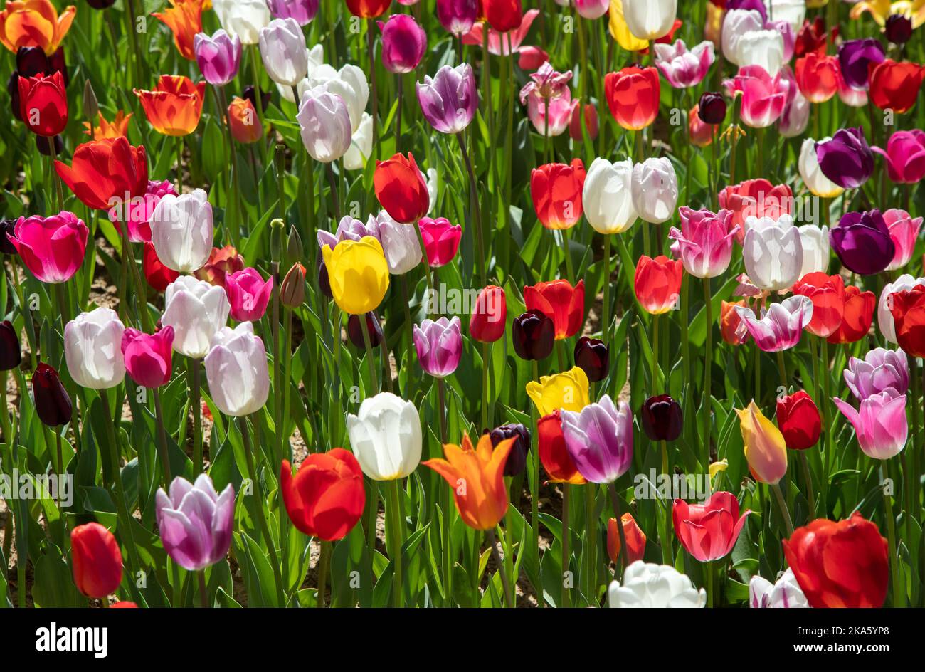 Vista di molti tulipani di colore misto Foto Stock