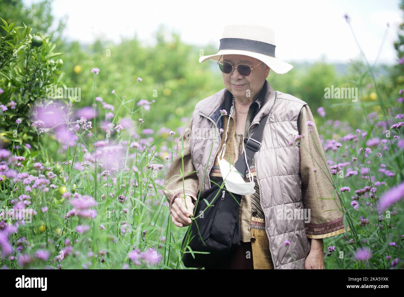 anziana anziana anziana donna anziana riposante rilassante passeggiate in verbena parco giardino fiori viola Foto Stock