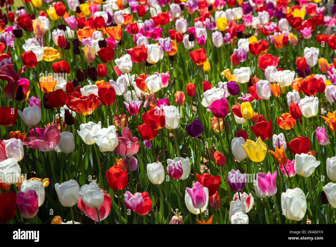 Vista di molti tulipani di colore misto Foto Stock