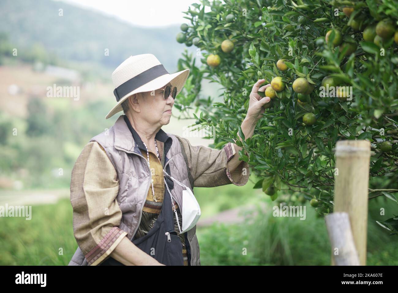 vecchia donna agricoltore giardiniere che controlla la qualità del raccolto di frutta di mandarino arancione in piantagione di frutteto giardino Foto Stock