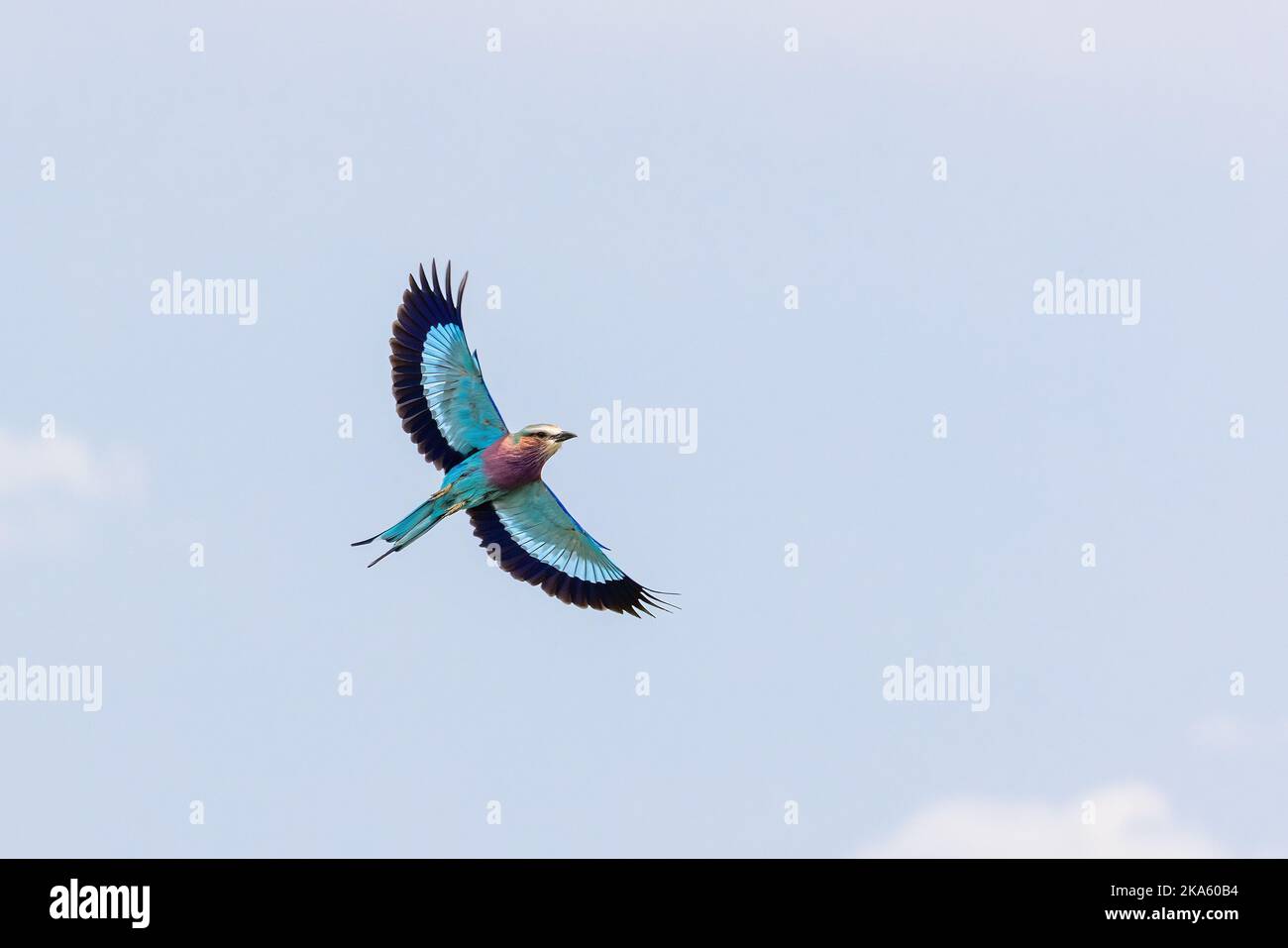 Bel rullo adulto lilla-breasted, coracias caudatus, in volo contro uno sfondo cielo blu, Masai Mara, Kenya. Foto Stock