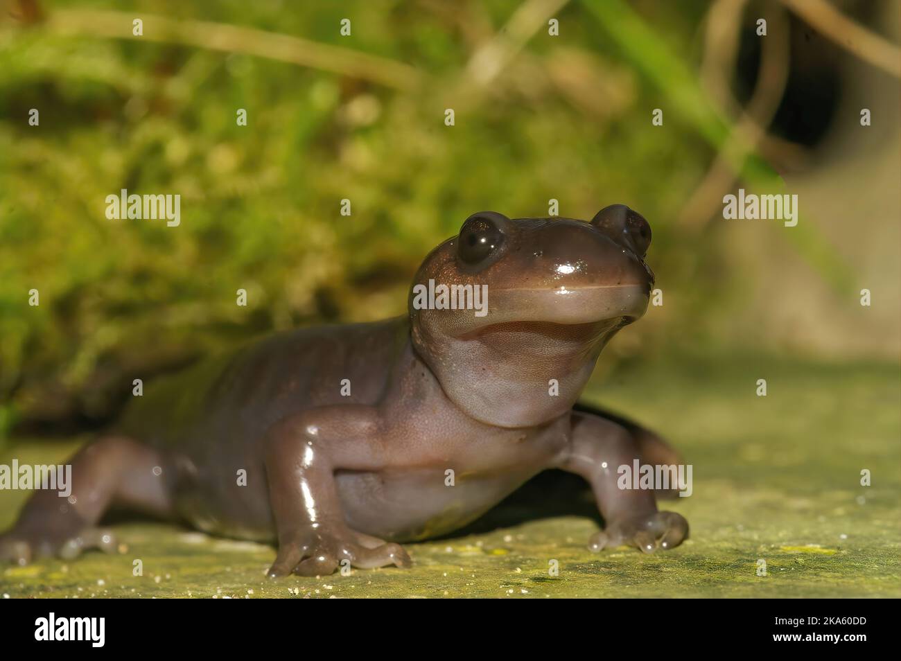 Primo piano su una salamandra nordoccidentale adulta, Ambystoma gracile con la testa alta Foto Stock