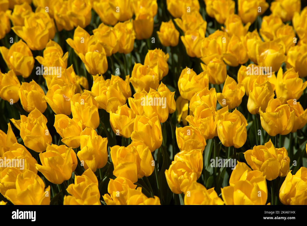Tulipani gialli in giardino, stagione primaverile Foto Stock