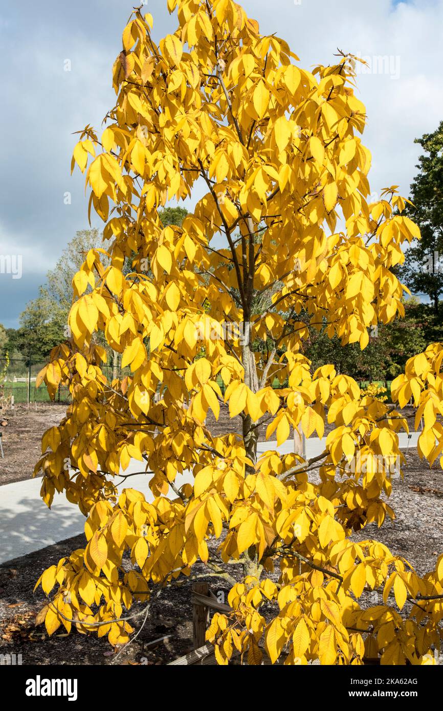Carya ovata o Shagbark hickory Foto Stock