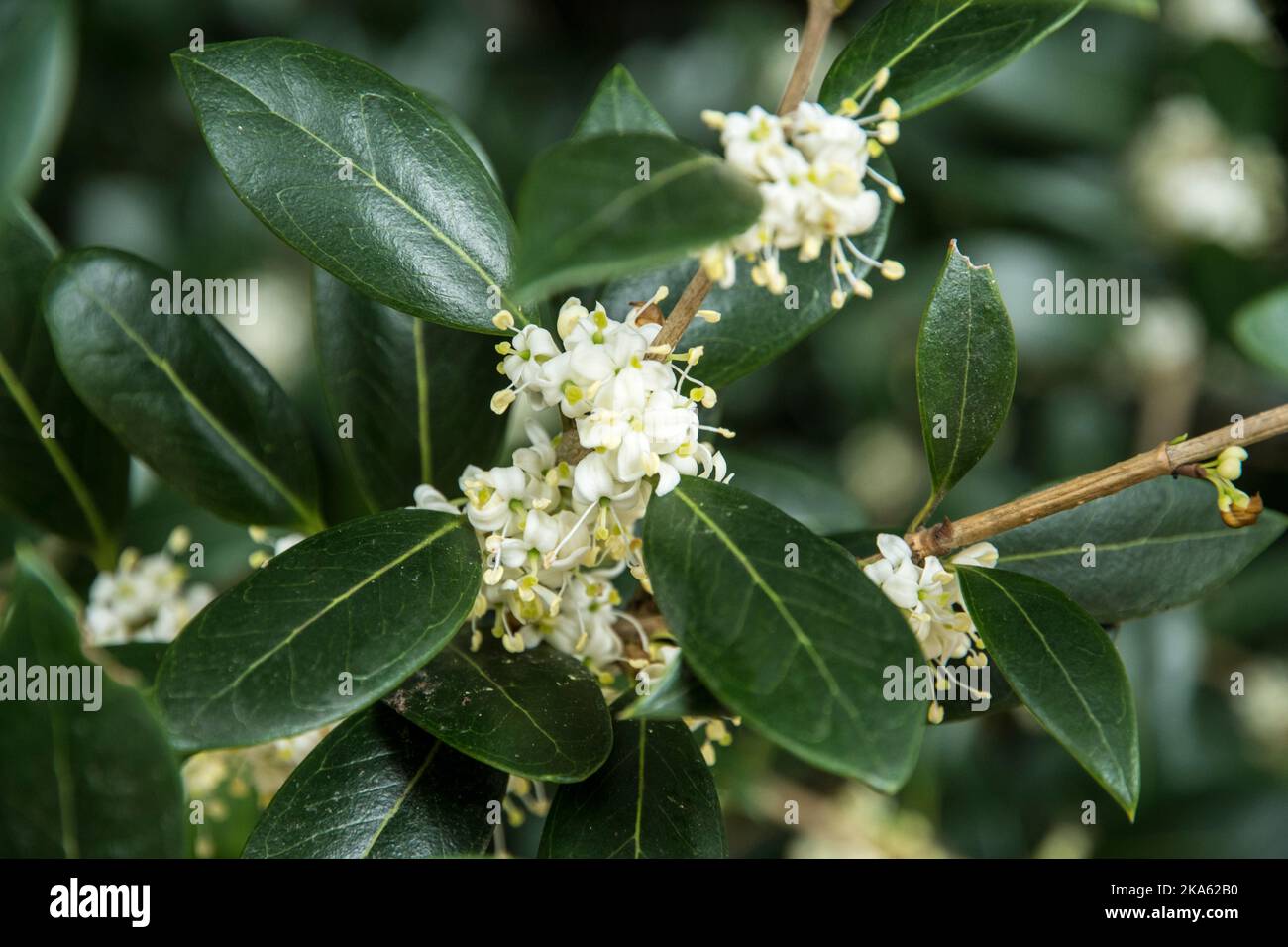 Osmanthus heterophyllus Foto Stock