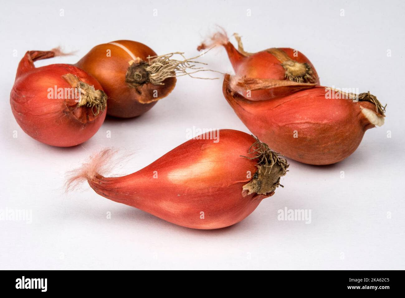 Le lampadine di colore arancione di Tulipa bifloriformis 'Starlight' Foto Stock