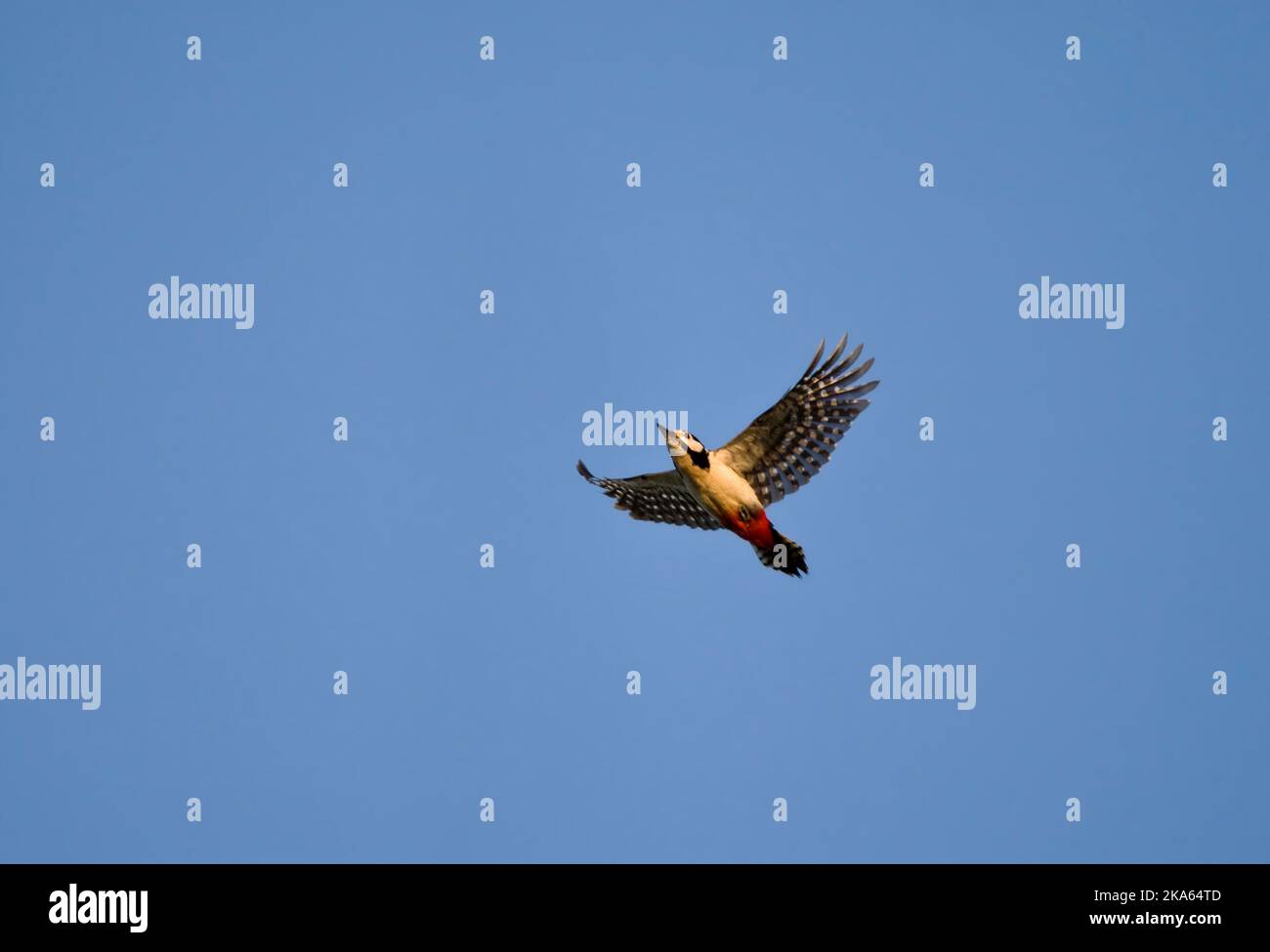 Grote Bonte Specht op trek; Picchio rosso maggiore sulla migrazione Foto Stock