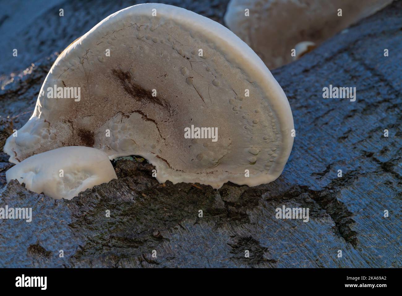 Fungo di staffa, polipori, funghi, gruppo morfologico, basidiomiceti, funghi grigliati, funghi idnoidi, funghi albero, gusti come pollo, scaffale, morto Foto Stock