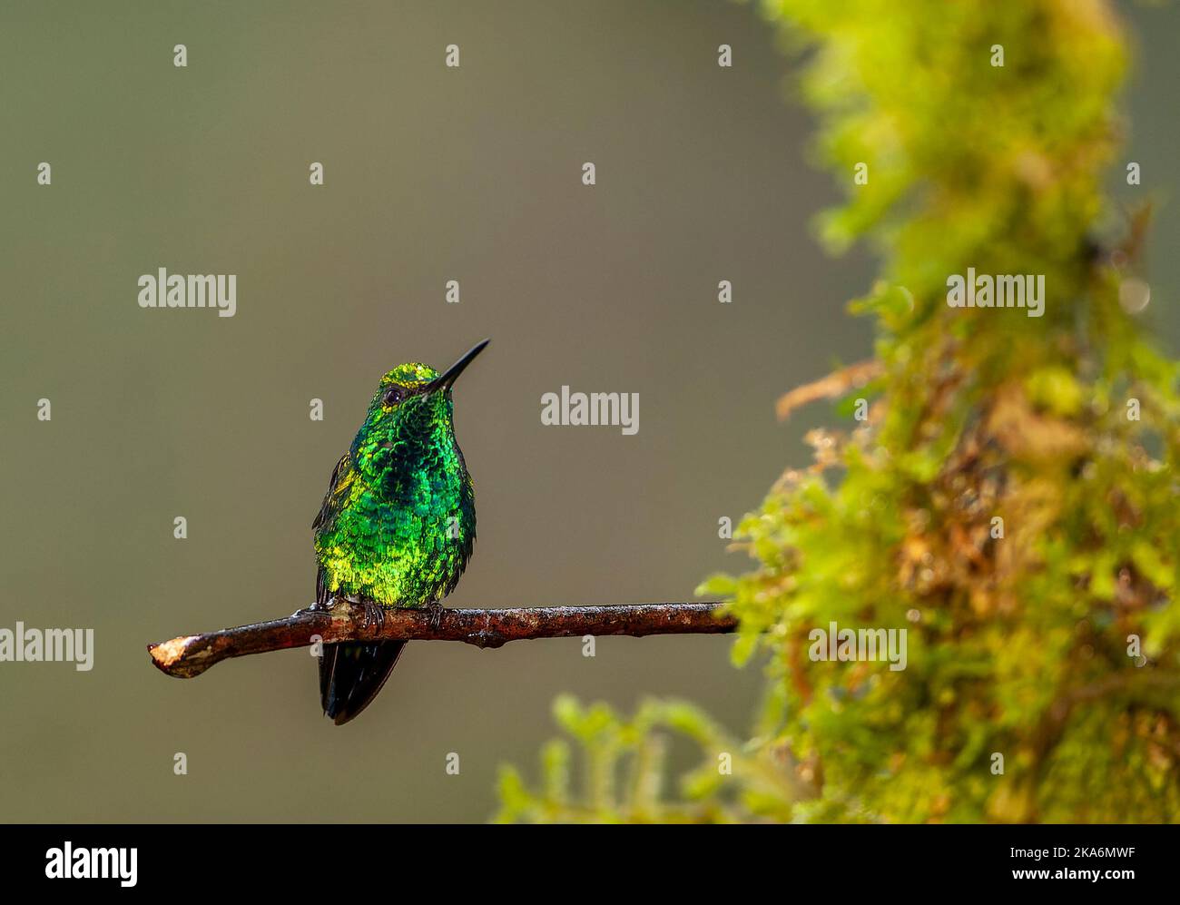 Smeraldo occidentale maschio (Chlorostilbon melanorhynchus) nell'Ecuador occidentale. Foto Stock