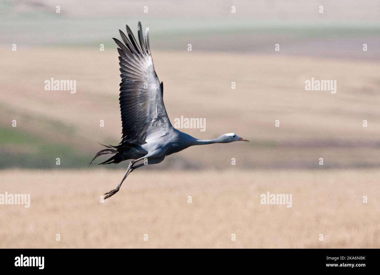 Stanley-kraanvogel in vlucht; Blue Crane in volo Foto Stock