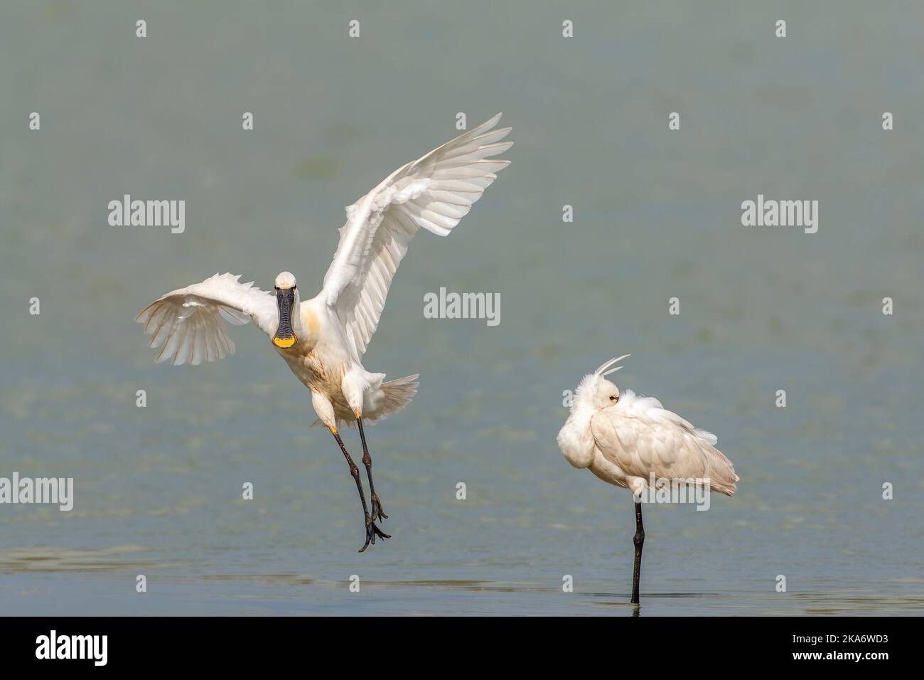 Spatole eurasiatica (Platalea leucorodia) nei Paesi Bassi. Adulto Spoonbill sbarco in acque poco profonde a Oostvaarderspassen. Foto Stock