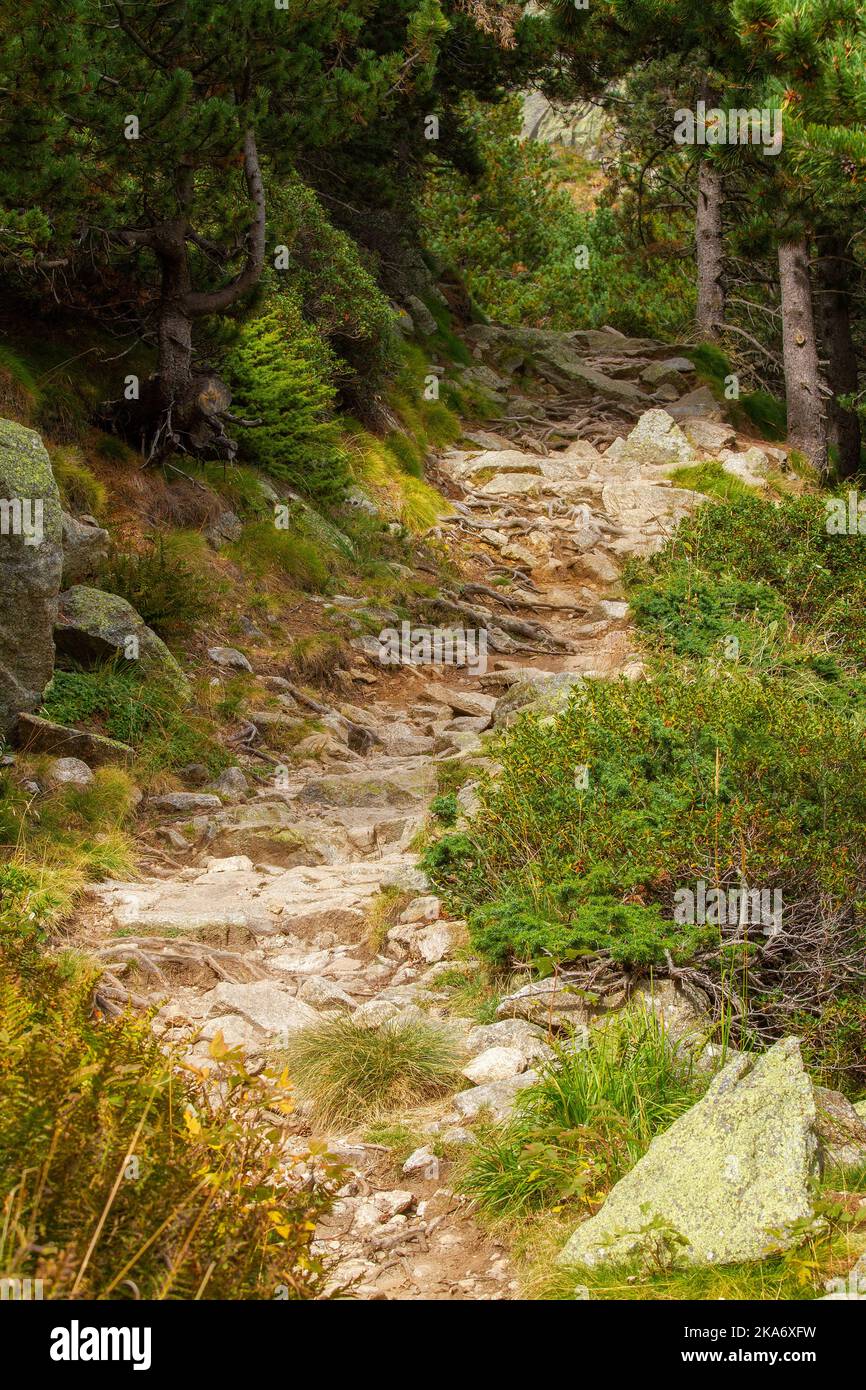 Piccolo sentiero forestale in una montagna dei Pirenei spagnoli, Vall de Nuria Foto Stock